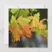 Kleurrijke herfstbladeren (Voorkant)