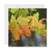 Kleurrijke herfstbladeren