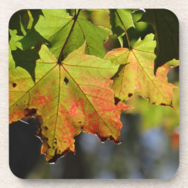 Kleurrijke herfstbladeren bier onderzetter