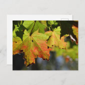 Kleurrijke herfstbladeren briefkaart (Voorkant / Achterkant)