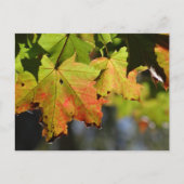Kleurrijke herfstbladeren briefkaart (Voorkant)
