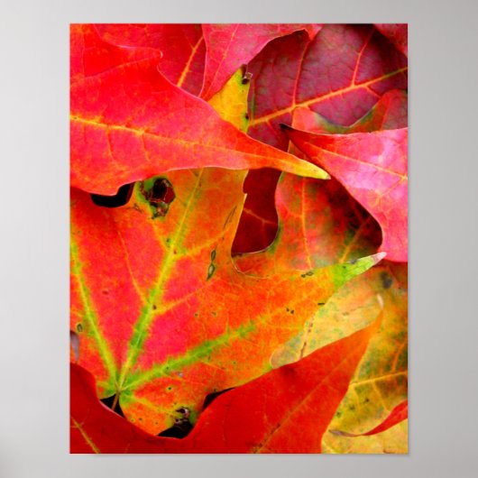 Kleurrijke herfstbladeren Close-Up Poster (Voorkant)