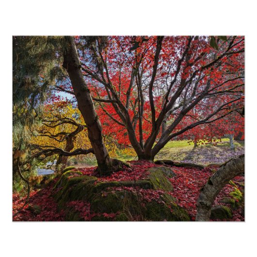 Kleurrijke herfstbladeren en bomen landschap perfect poster (Voorkant)