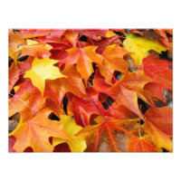 Kleurrijke herfstbladeren fotografie kunstprints