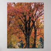 Kleurrijke herfstbladeren fotografisch poster (Voorkant)