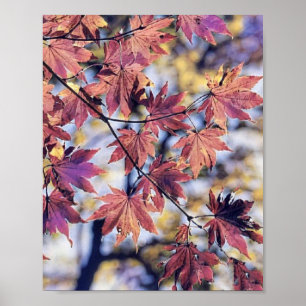Kleurrijke Herfstbladeren met herfstkleuren waterv Poster