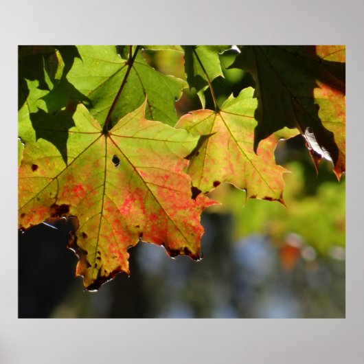 Kleurrijke herfstbladeren poster (Voorkant)