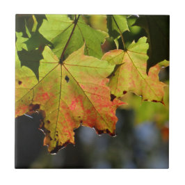 Kleurrijke herfstbladeren tegeltje