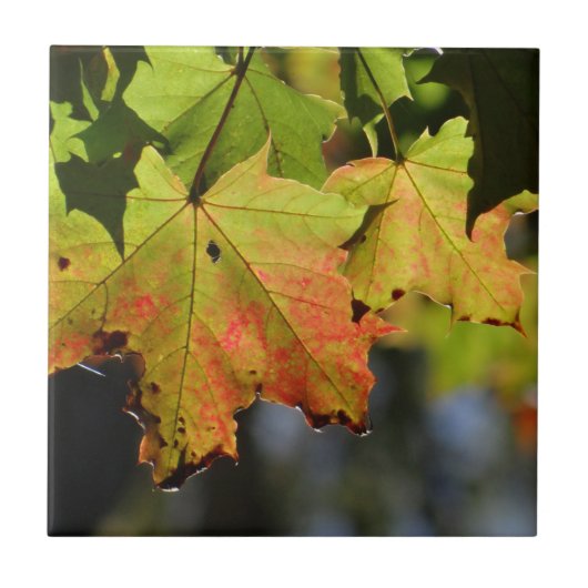 Kleurrijke herfstbladeren tegeltje (Voorkant)