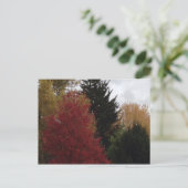 Kleurrijke herfstbomen Foto Briefkaarten (Staand voorkant)