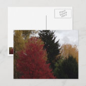 Kleurrijke herfstbomen Foto Briefkaarten (Voorkant / Achterkant)