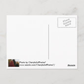 Kleurrijke herfstbomen Foto Briefkaarten (Achterkant)