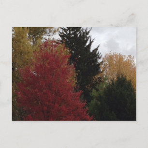 Kleurrijke herfstbomen Foto Briefkaarten
