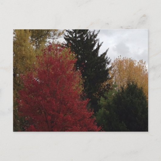 Kleurrijke herfstbomen Foto Briefkaarten (Voorkant)