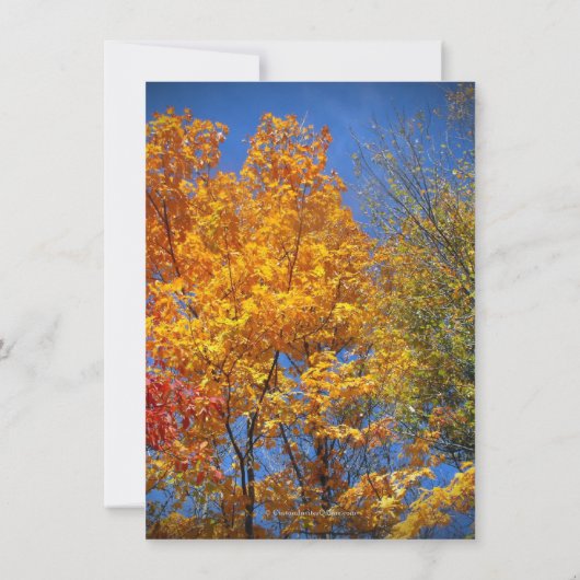 Kleurrijke Herfstbomen Save the Date Kaart (Achterkant)