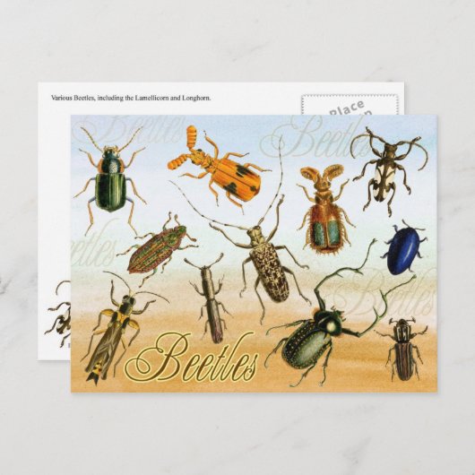 Kleurrijke hoezen briefkaart (Voorkant / Achterkant)