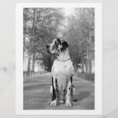 Kleurrijke honden thema template voor flyer (Achterkant)