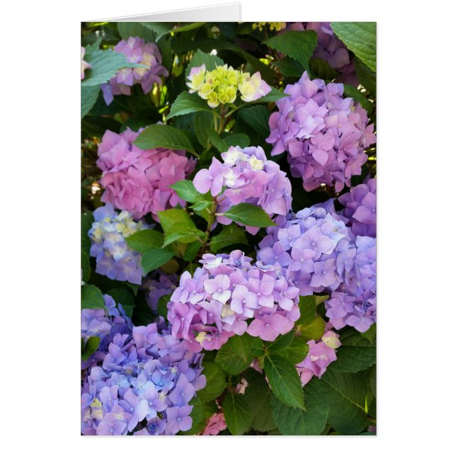 kleurrijke hydrangea (Voorkant)