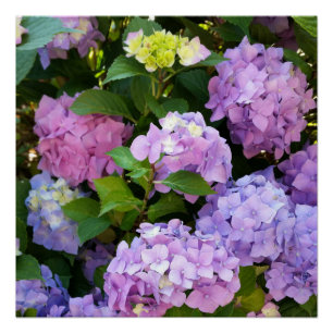 kleurrijke hydrangea perfect poster
