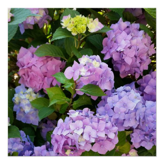 kleurrijke hydrangea perfect poster (Voorkant)