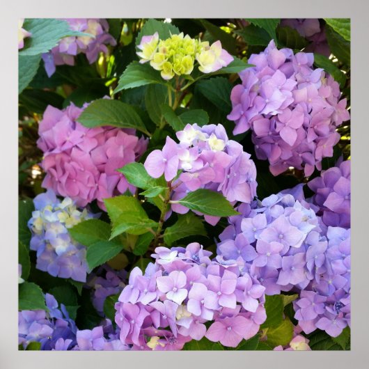 kleurrijke hydrangea poster (Voorkant)