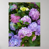 kleurrijke hydrangea poster (Voorkant)