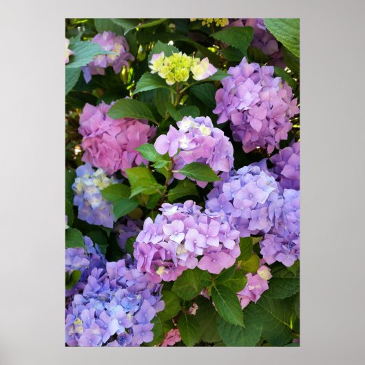 kleurrijke hydrangea poster (Voorkant)