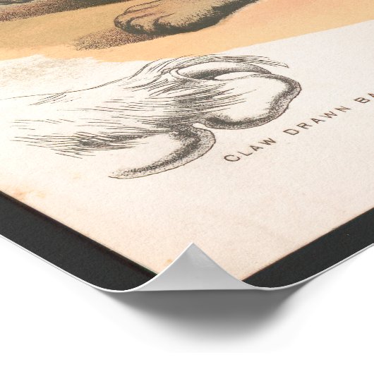 Kleurrijke illustratie van  katten Afdrukken Poster (Hoek)