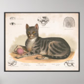 Kleurrijke illustratie van  katten Afdrukken Poster (Voorkant)