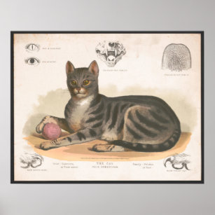 Kleurrijke illustratie van  katten Afdrukken Poster