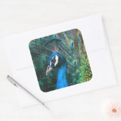 Kleurrijke Indiase pauw staart veren open profiel Vierkante Sticker (Envelop)