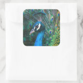 Kleurrijke Indiase pauw staart veren open profiel Vierkante Sticker (Tas)