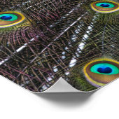 Kleurrijke Indische paardenstaartwaren openen voor Poster (Hoek)