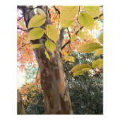 Kleurrijke Japanse Stewartia Boom Foto Afdruk (Voorkant)