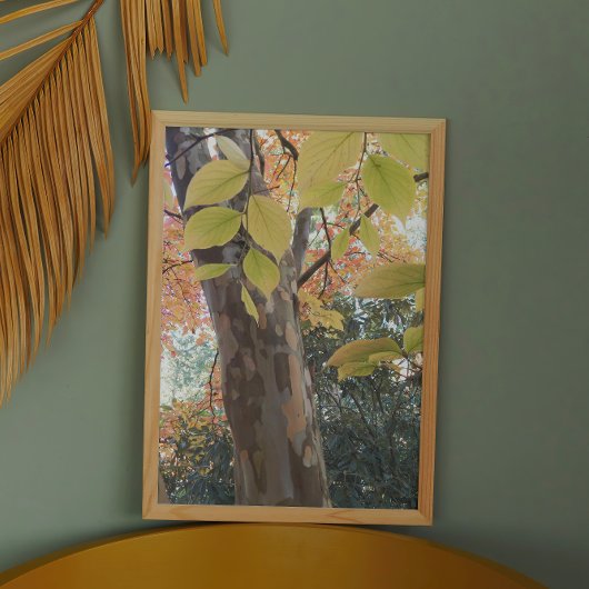 Kleurrijke Japanse Stewartia Boom Foto Afdruk