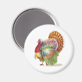  kleurrijke kalkoen magneet (Voorkant / Achterkant)