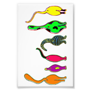 Kleurrijke kattenpeuken foto afdruk