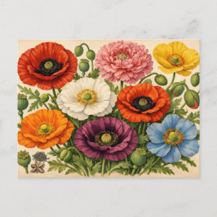 Kleurrijke klaprozen in vintage stijl briefkaart