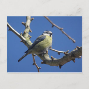 Kleurrijke Kleine Vogel met Blauwe Lucht DIY Postk Briefkaart