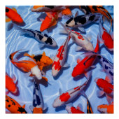 Kleurrijke Koi Pool Wall Art Poster (Voorkant)