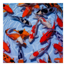 Kleurrijke Koi Pool Wall Art Poster