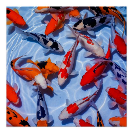 Kleurrijke Koi Pool Wall Art Poster (Voorkant)