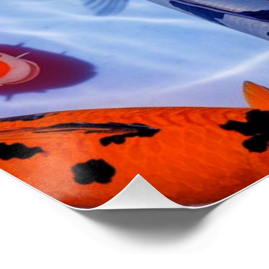 Kleurrijke Koi Pool Wall Art Poster (Hoek)