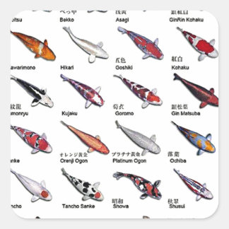Kleurrijke Koi Vis Variëteiten Nishikigoi Aziatisc Vierkante Sticker