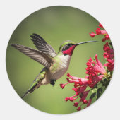 Kleurrijke Kolibrie Ronde Sticker (Voorkant)