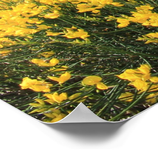 Kleurrijke kust poster (Hoek)