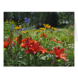 Kleurrijke late zomertuin