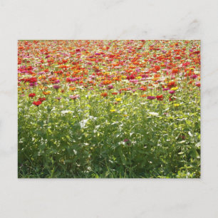 Kleurrijke Lente Bloemen Briefkaart