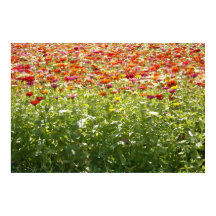 Kleurrijke Lente Bloemen