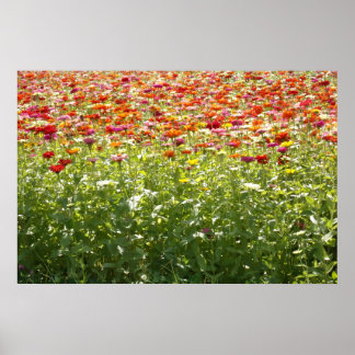 Kleurrijke Lente Bloemen Poster